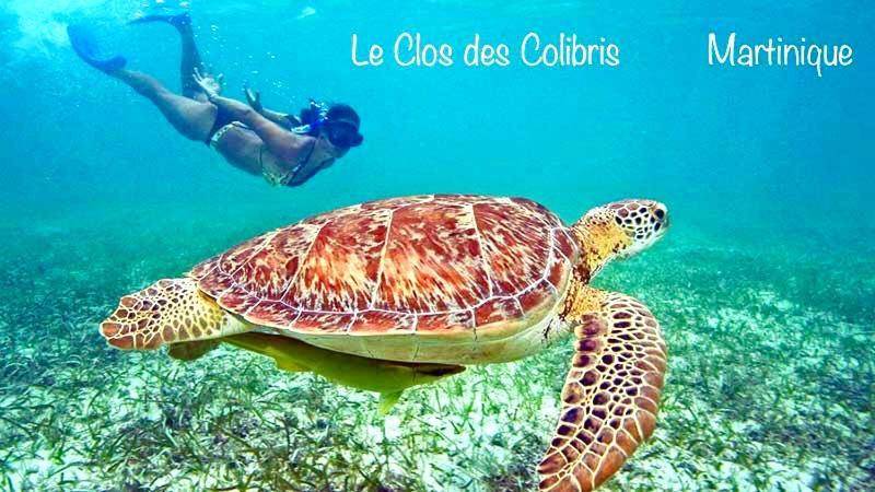LODGE COLIBRIS vue panoramique mer et montagne pelée , 500 m plage dans un parc , Calme assuré Idéal pour découvrir le nord Caraïbes Le Carbet Exterior foto
